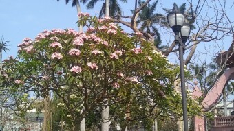 May flower