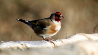Goldfinch and its breeding counterpart "bastard"