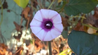 Kalme flower.