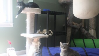 Walter watching and Tesla waiting