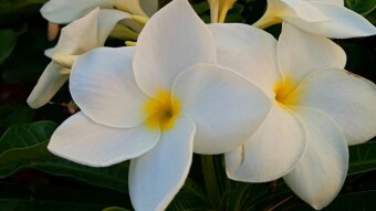 Chapa flower photography