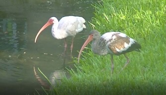 Ibises are back