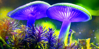 Mushrooms occurring in Europe - Agaricus campestris