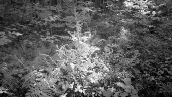 Plants growing under tree canopies - Infrared Photography