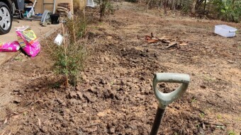 Trying to Improve the Soil