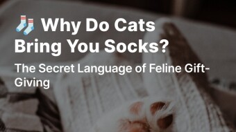 Why Do Cats Bring You Socks?