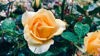 Gardens yellow star