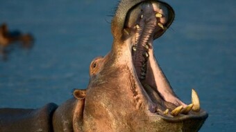 My Hippo poem