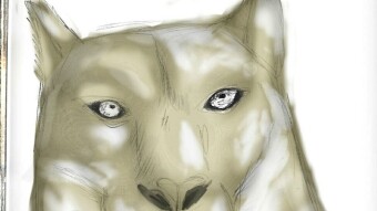 Catsketch#