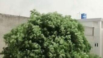 Rain after a summer morning ☀ ☔