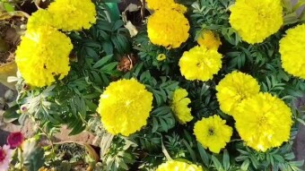 Yellow marigolds videography