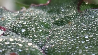 WATER DROPS”