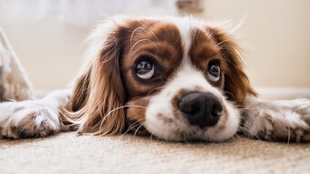 Grooming Your Pets At Home