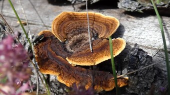 Rusty gilled polypore (Gloeophyllum sepiarium) - the destroyer of our wooden structures