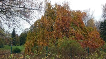 Beautiful morning, also until noon, and rain in the afternoon - My Actifit Report Card: November 10 2023