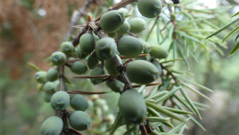 Polish nature - trees and shrubs Juniper