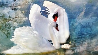 💕🍃💕 Сборник видео со стихами  "Нежность — лучшее доказательство любви, чем самые страстные клятвы"