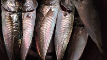THE SECRET OF LONG LIFE: FISHES