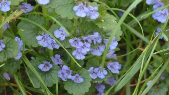 THE HEALING PROPERTIES OF GROUND IVY (Glechoma hederacea)