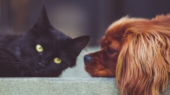 10 Unusual Cat & Dog Businesses You’ve Never Heard Of (But Totally Exist)