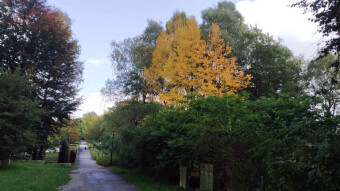 The yellow treetops are a worthy substitute for the lack of sunlight. Wednesday is a plus.