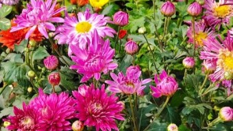 Some flower videography.