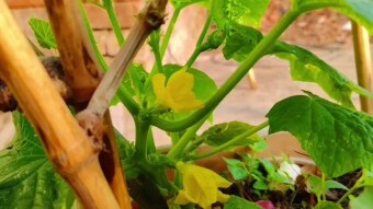 Cucumber tree & flower.