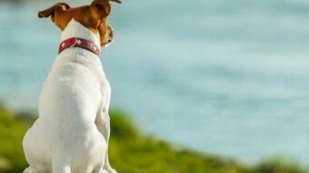 (IJCH) The Dreaded "Non-Buyer's Remorse" - A Common Affliction