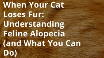 When Your Cat Loses Fur: Understanding Feline Alopecia (and What You Can Do)