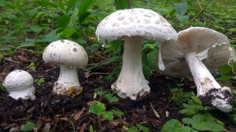 Edible toadstools? Yes! - Warted amanita (Amanita strobiliformis)