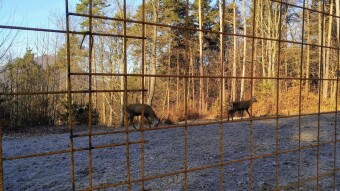 Deer Prison