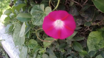 Bell flower