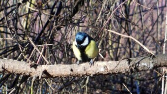 The first day of the new year and spring ahead - My Actifit Report Card: January 1, 2025