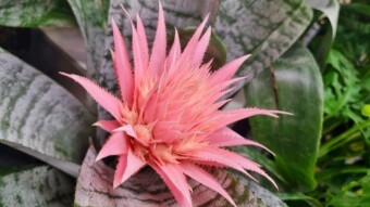 Bromeliad flower photography