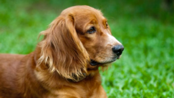 The 10 Easiest Dog Breeds to Own, According to Science