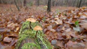 Galerina marginata (funeral bell or the deadly skullcap) - Deadly poisonous mushrooms
