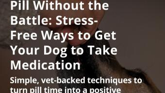 Pill Without the Battle: Stress-Free Ways to Get Your Dog to Take Medication