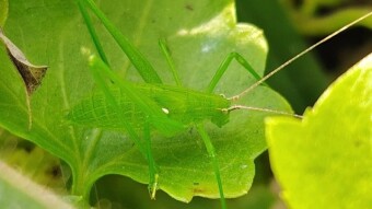 Creative Insect macro videography.