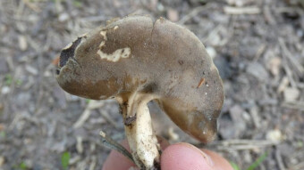 Helvella spadicea - Fungi with bactericidal properties
