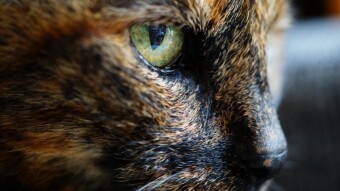 6 Smells That Many Cats Don't Like