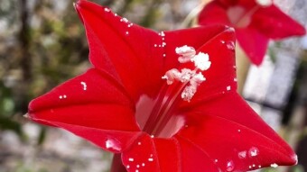Beauty of Creativity -/- Flower photography