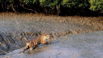 SUNDERBANS : The Heritage Site
