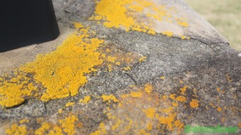 Yellow slime patch growing on stone