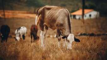Researchers track down toxin from maple tree in Cow’s Milk
