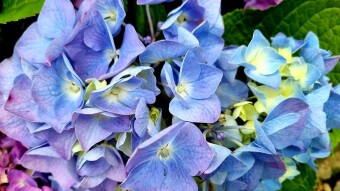 Different flower photography