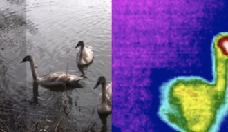 The Swan splitscreen infrared video