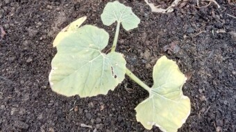 Our Vegetable Plots #11