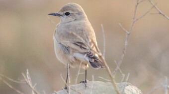 Birding in Salt Range