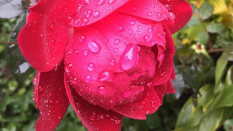 Photography: Last Rose of the Season