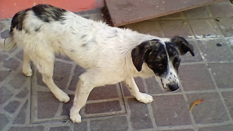 El Perro Callejero